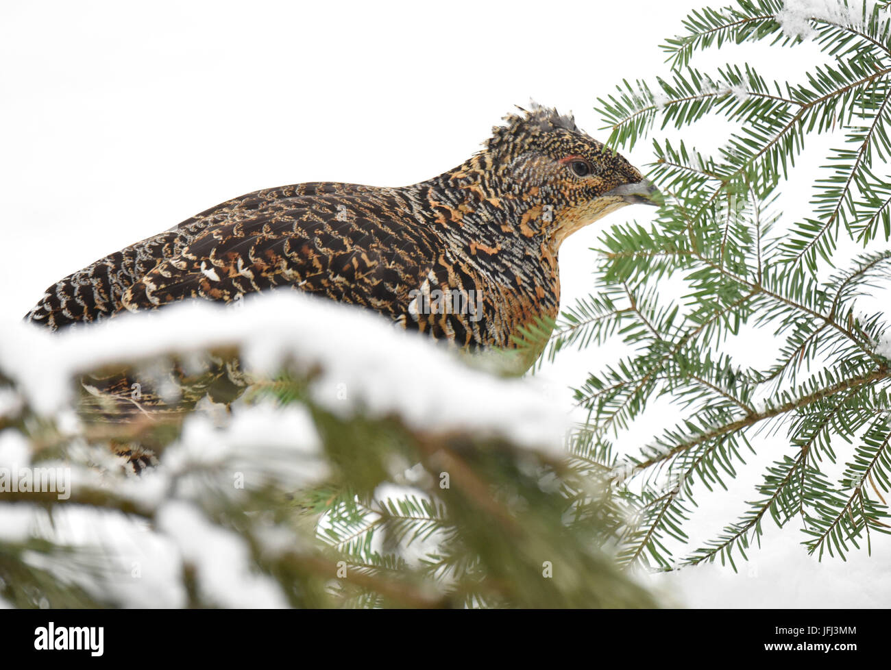 Capercaillie, wood grouse, mating season Stock Photo