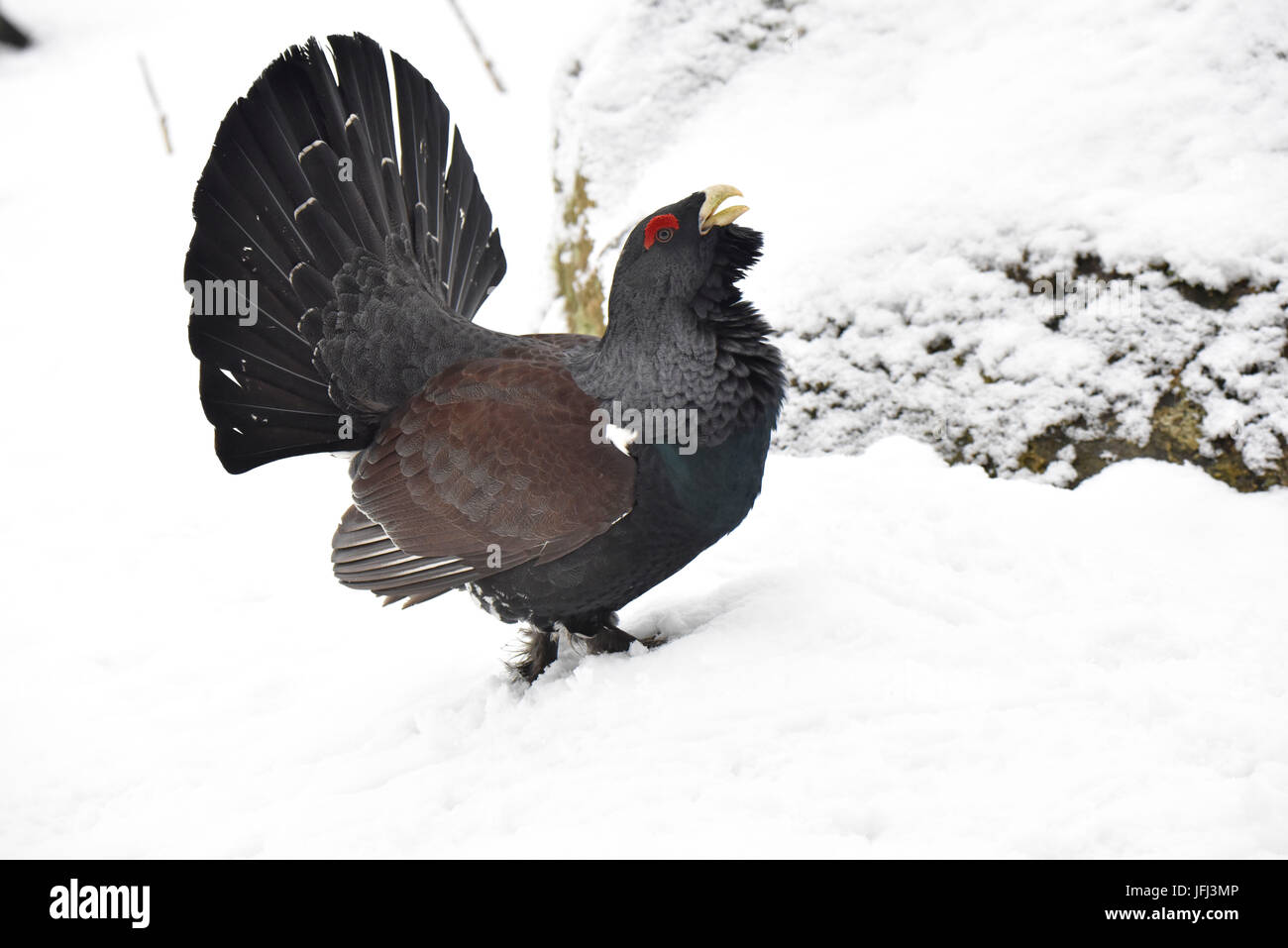 Capercaillie, wood grouse, mating season, winter Stock Photo