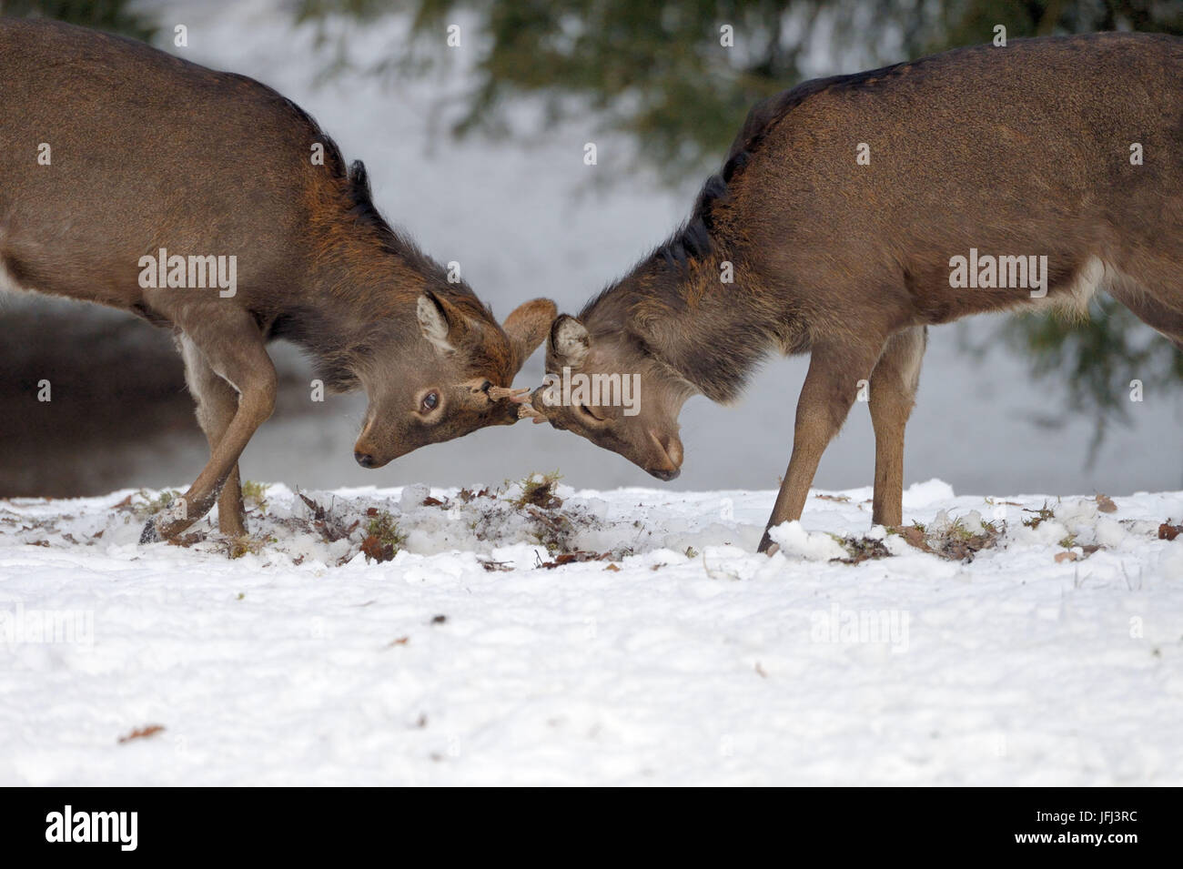 sika deere, sika deer, rutting season, fight Stock Photo - Alamy