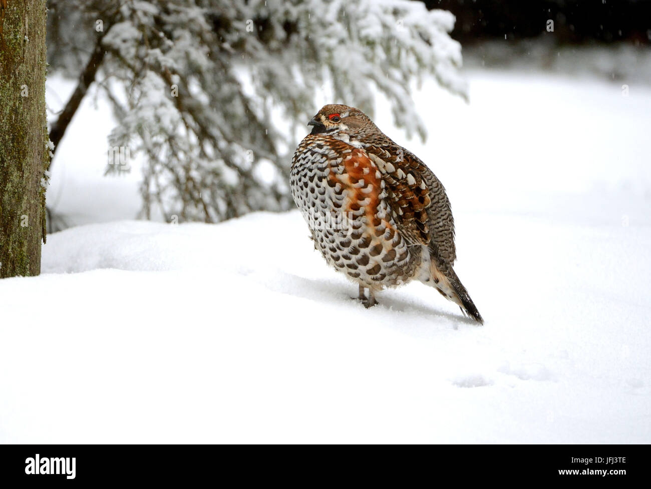 Hazel hen in the snow Stock Photo