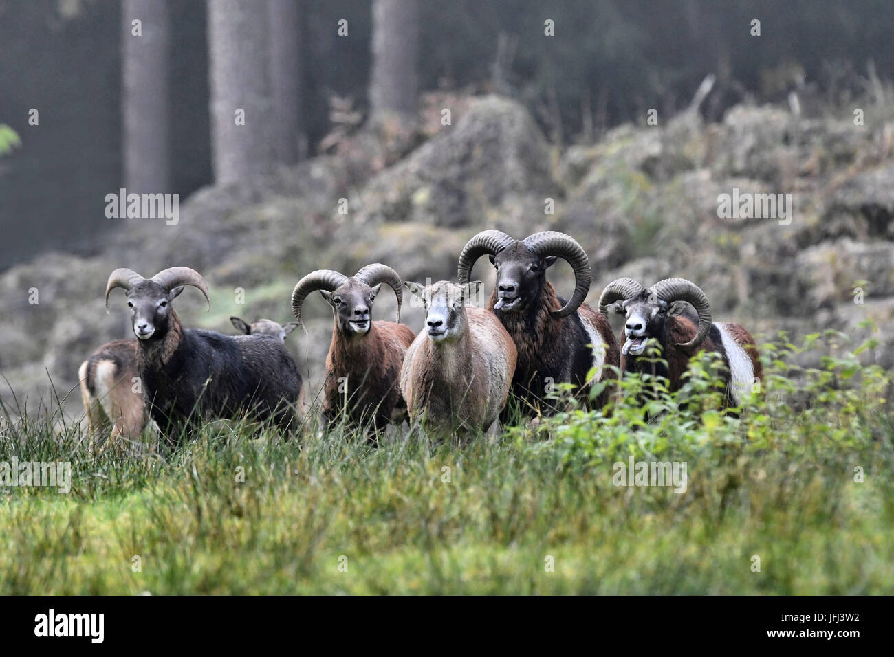 Mufflonwidder hi-res stock photography and images - Alamy