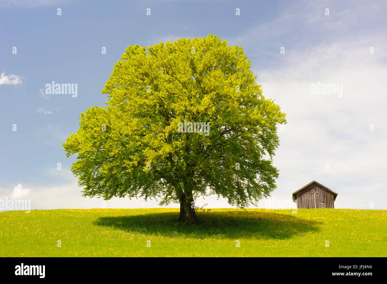 Big beech on the meadow as a single tree Stock Photo