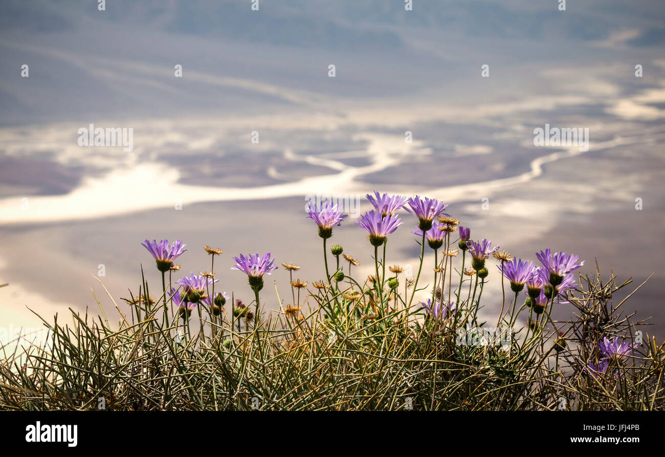 Death Valley Flowers High Resolution Stock Photography and Images - Alamy