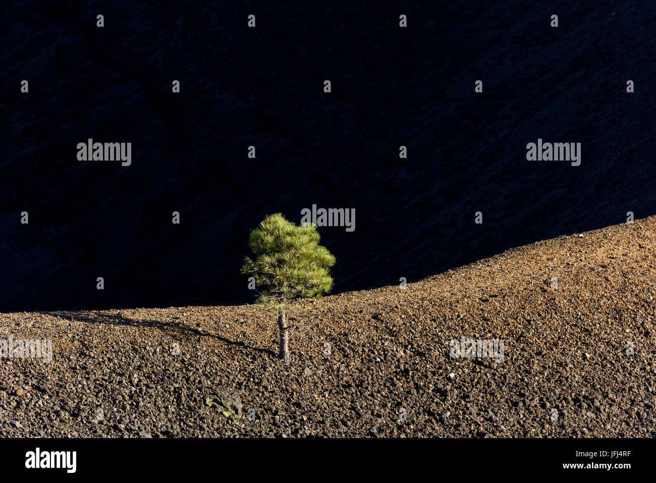 Single pines in the evening light, Lassen Volcanic national park, the USA, California Stock Photo