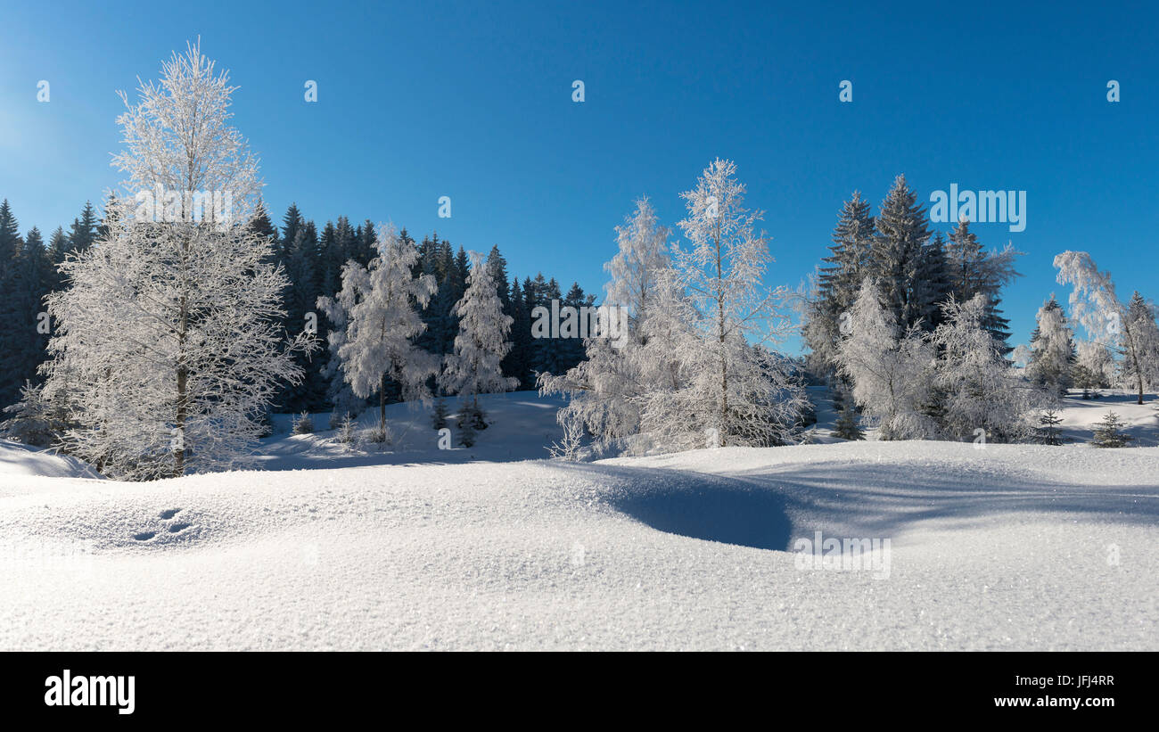 Frosty morning with snowy trees, Switzerland, St. Gallen, Hemberg Stock Photo