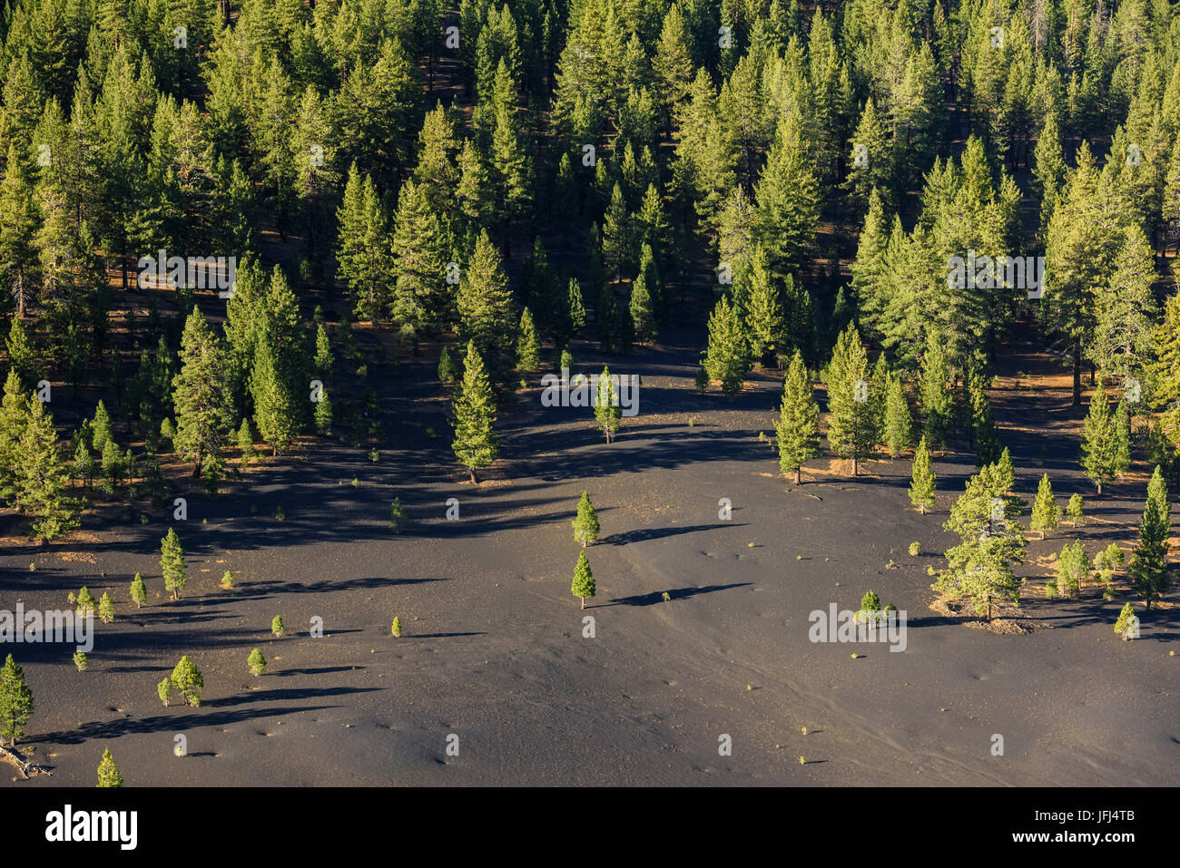 Pines in the lava bed, the USA, California, Lassen National Park Stock Photo