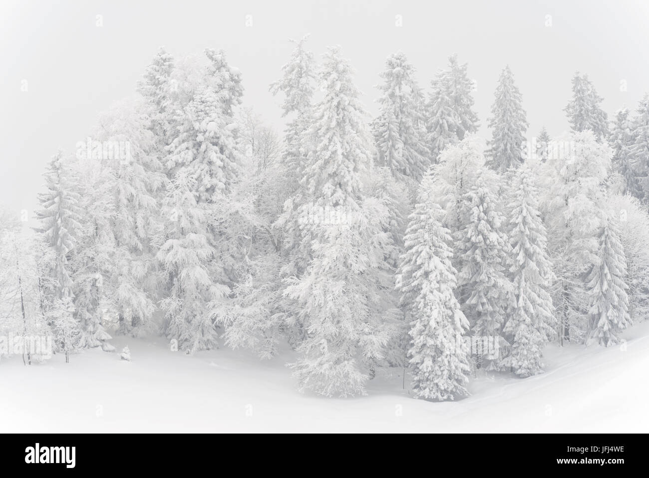 Snowy firs, Switzerland, St. Gallen, Hemberg Stock Photo
