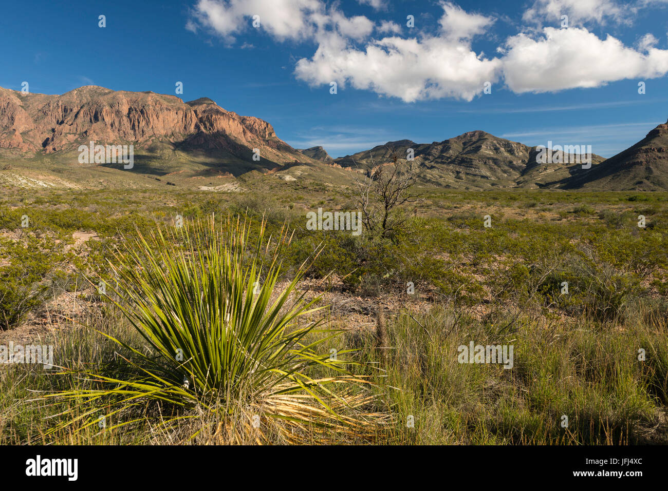 Wild scenery in the Big Bend national park, Texas, the USA Stock Photo