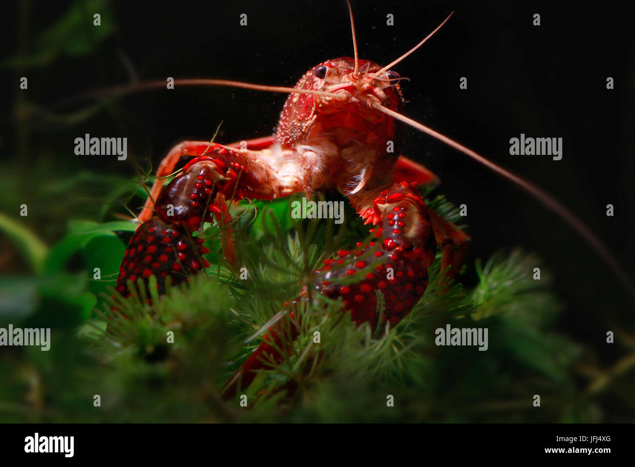 Red lobster, aquariums, fresh waters, Procambarus clarkii Stock Photo