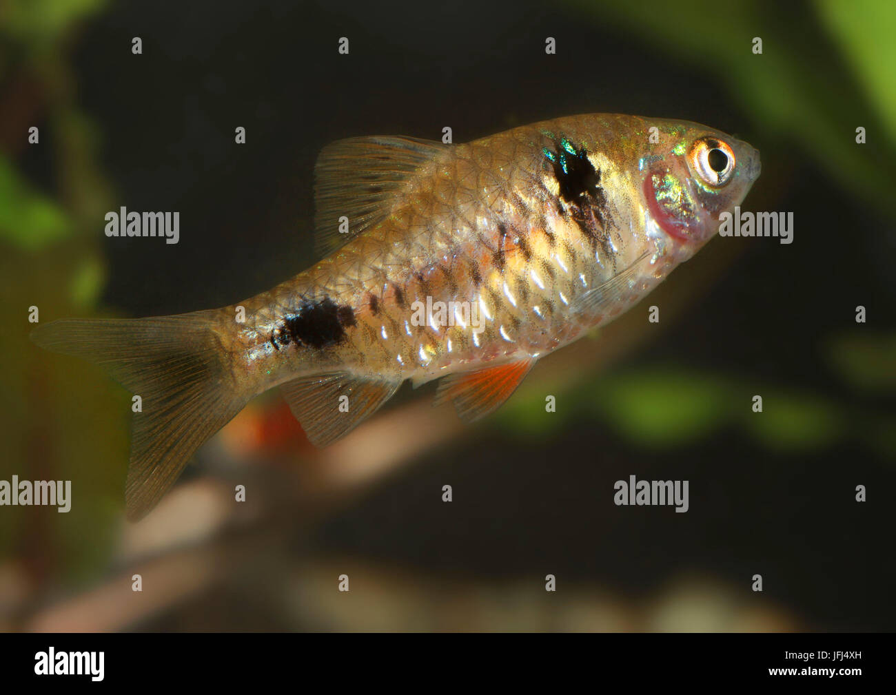 Barbel, Puntius cf. sophore, freshwater fish, aquarium fish, Myanmar, India, Stock Photo