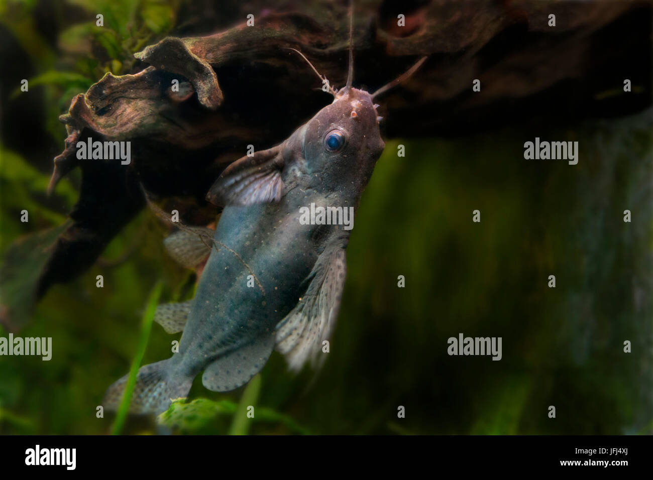 blotched upside-down catfish, Synodontis nigriventris Stock Photo