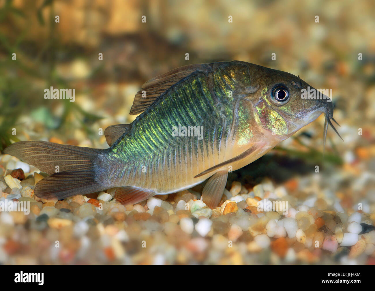 emerald catfish, Brochis splendens, the East of Peru, aquarium fish Stock Photo