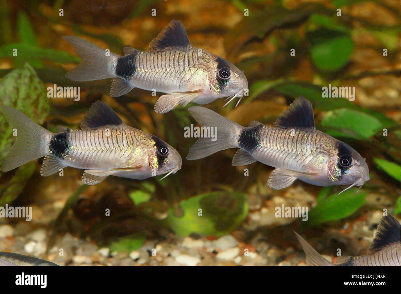 Panda armoured european catfish, group, Corydoras panda, the East of Peru, aquarium fish Stock Photo