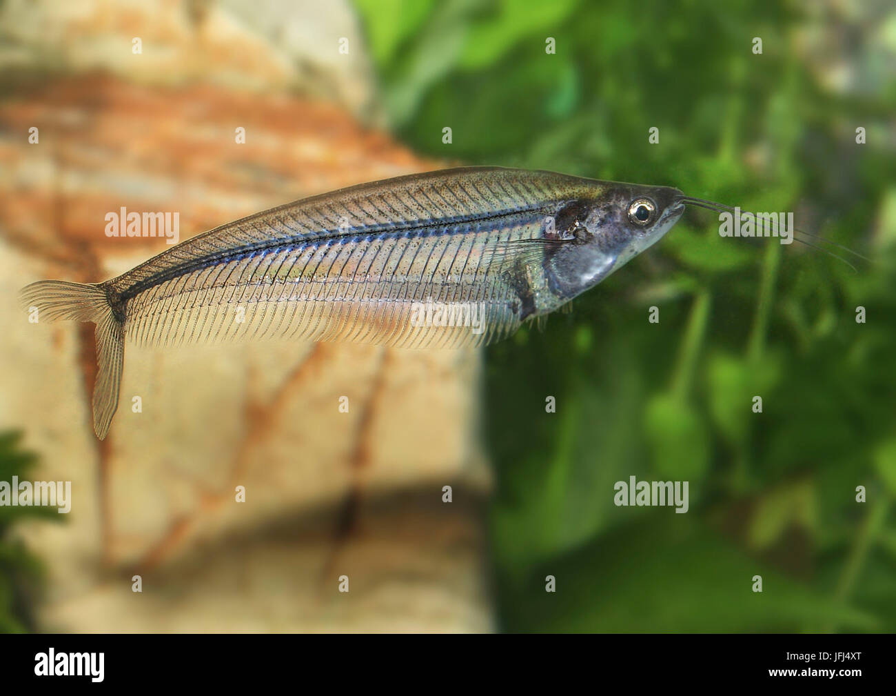 glass catfish, Kryptopterus bicirrhis, Amazon area, aquarium fish Stock  Photo - Alamy
