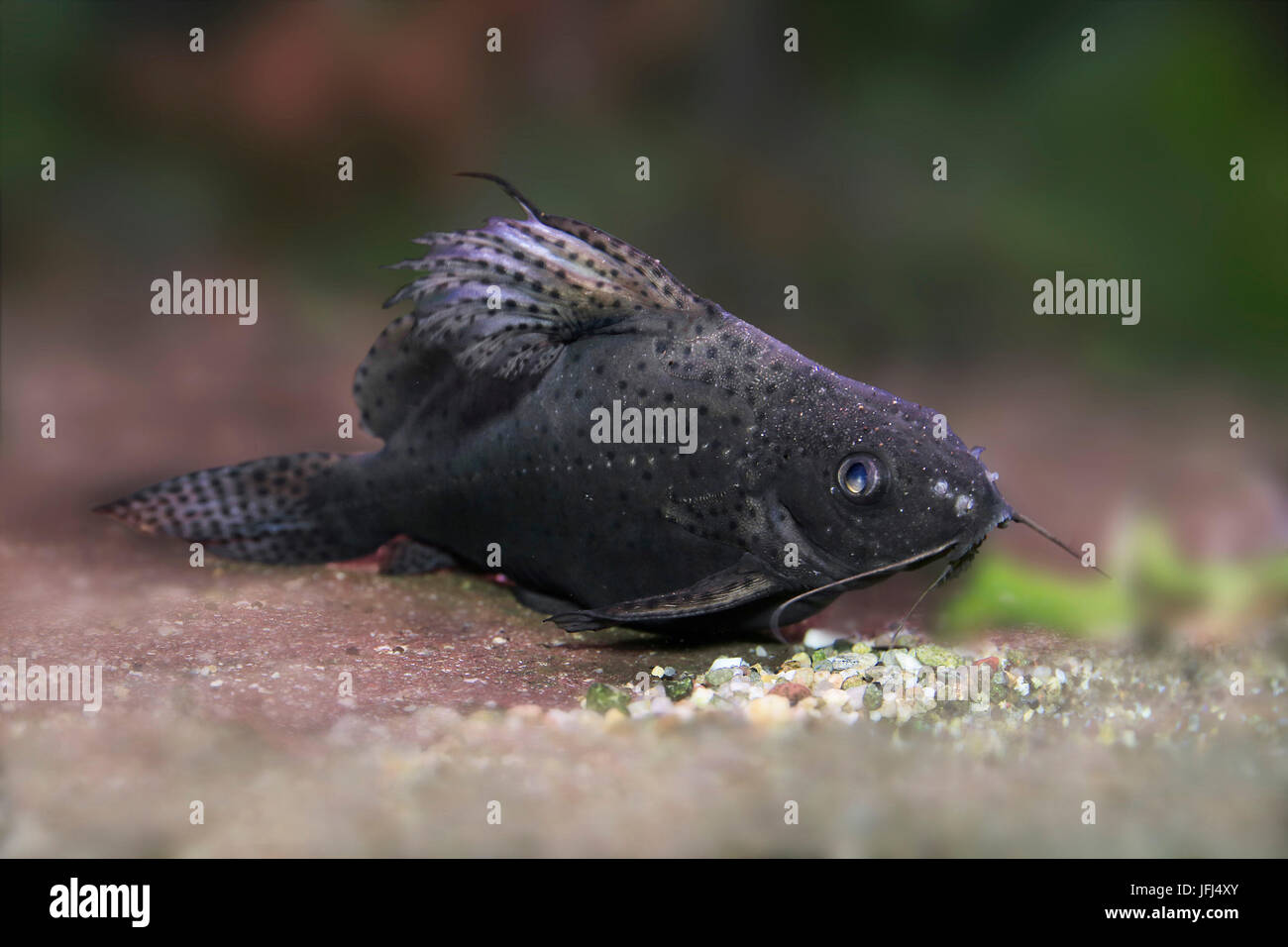 blotched upside-down catfish, Synodontis nigriventris Stock Photo