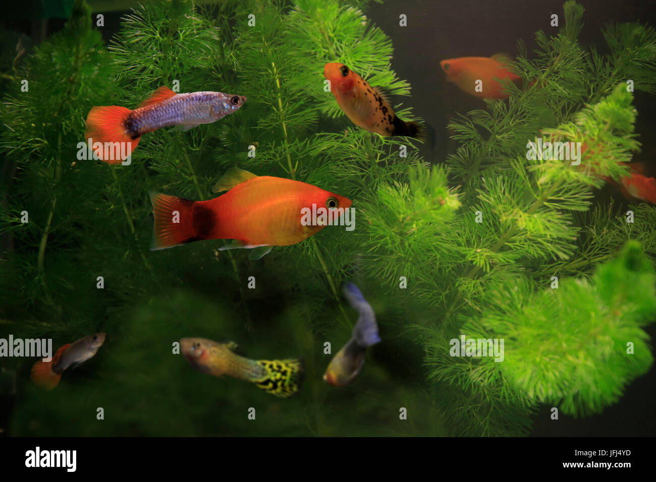 Platy and guppy, toothcarp, group Stock Photo