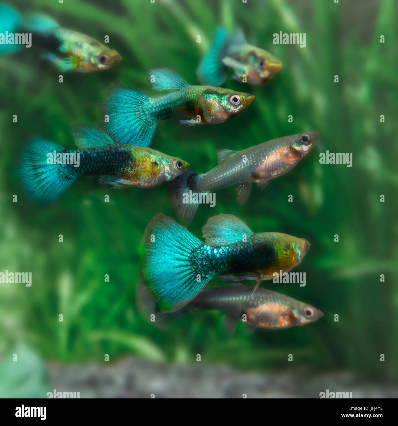 Guppy, Poecilia reticulata, South America, live-bearing, aquarium fish, guppy, male Stock Photo