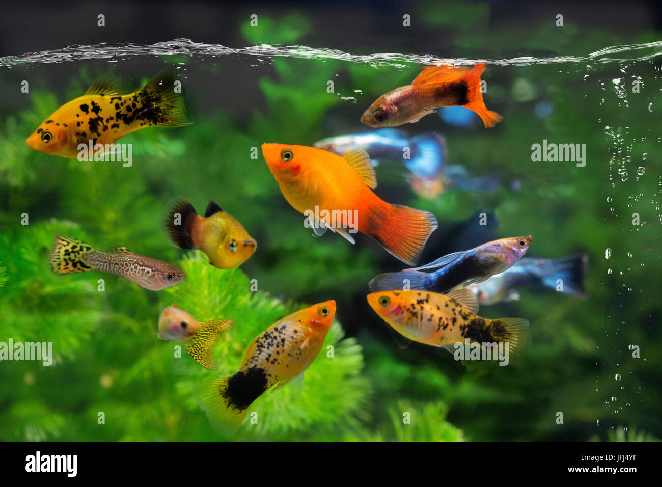 Platy and guppy, toothcarp, group Stock Photo