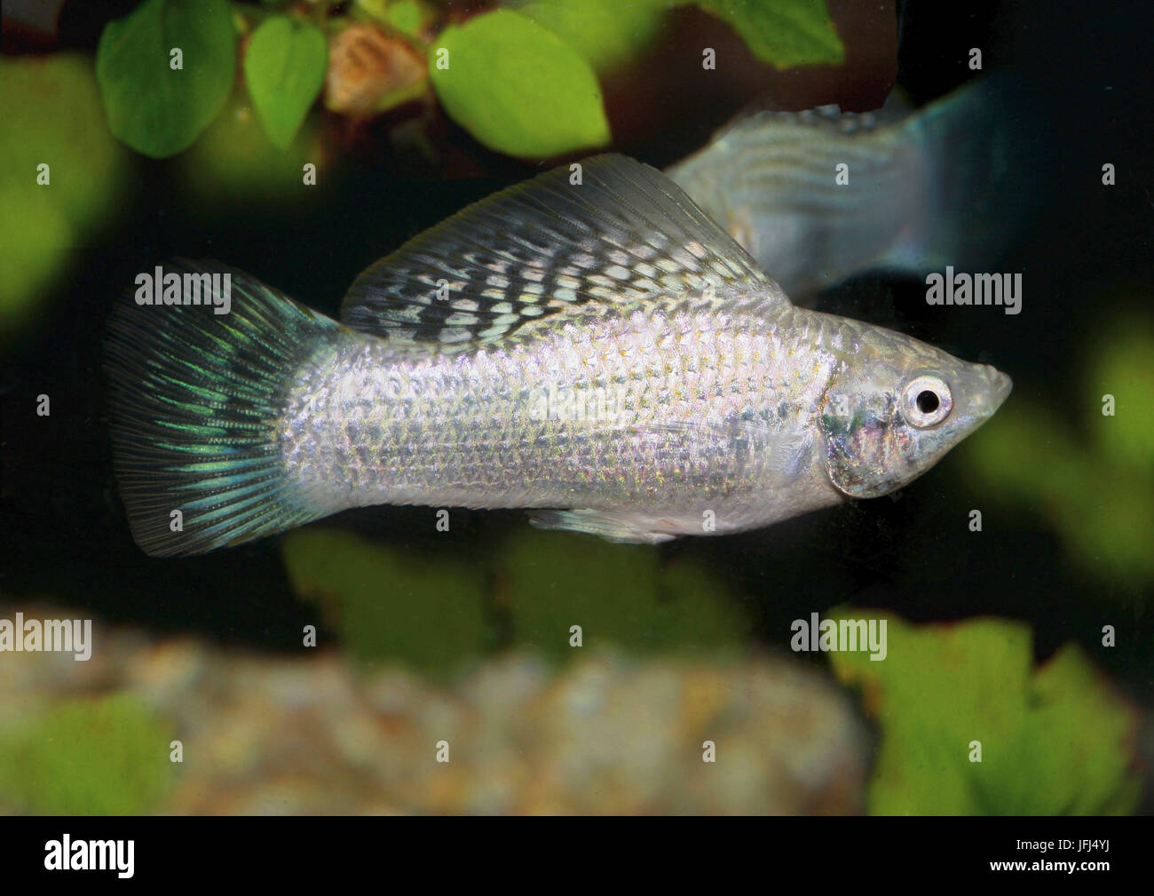 Yucatan molly, Poecilia velifera, Mollinesia, live-bearing, Yucatan, Stock Photo