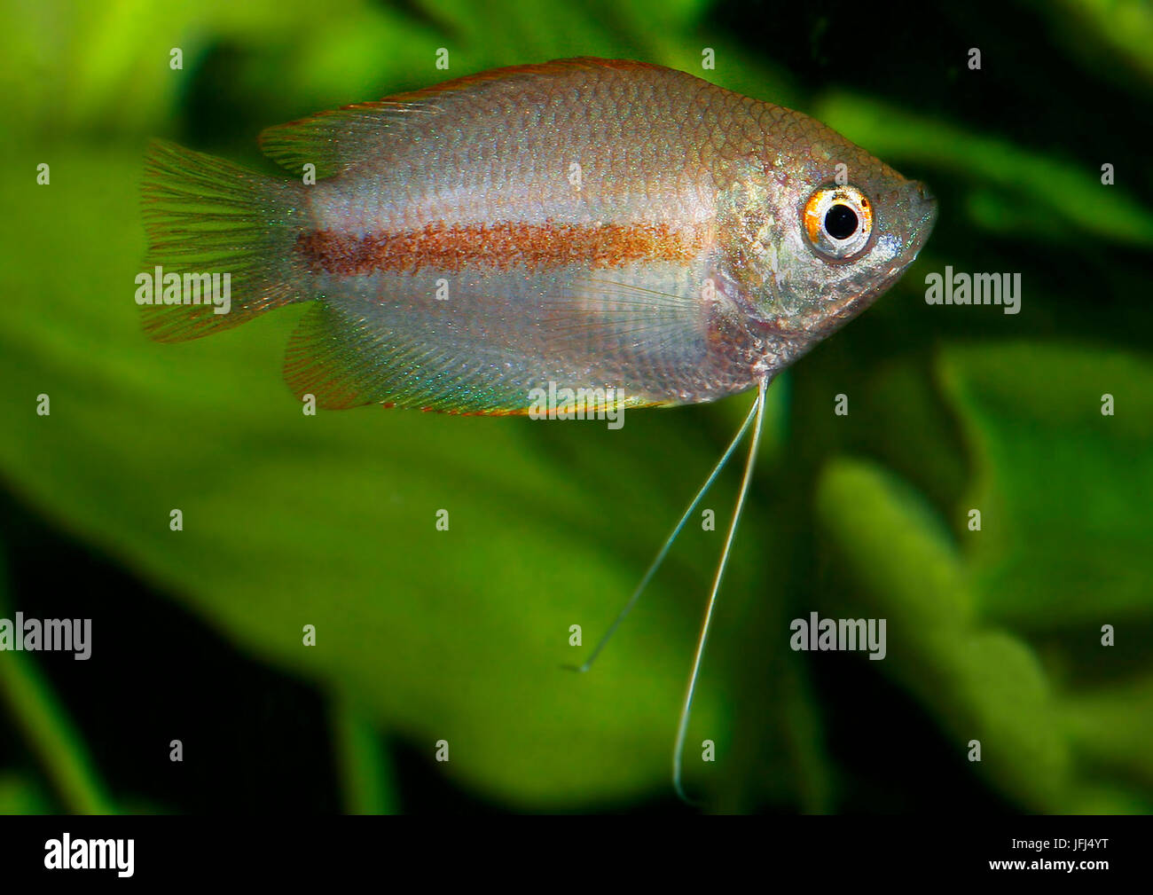 honey gourami, honey gourami, female, India, Bangladesh Stock Photo