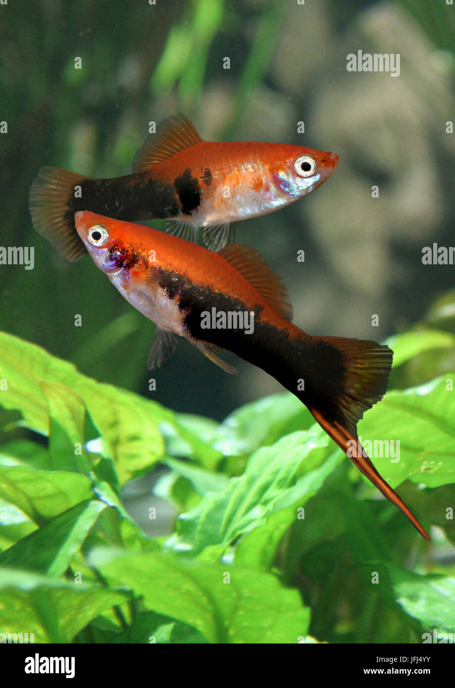 Red Swordtail Fish Breeding