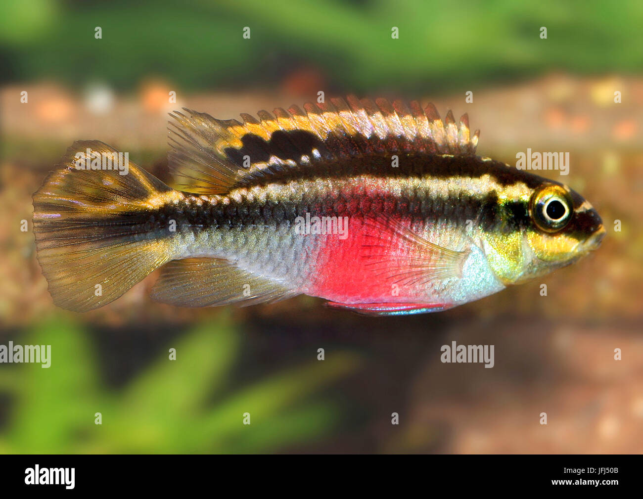 purple cichlid, purple cichlid, Pelvicachromis pulcher, the south Nigeria Stock Photo