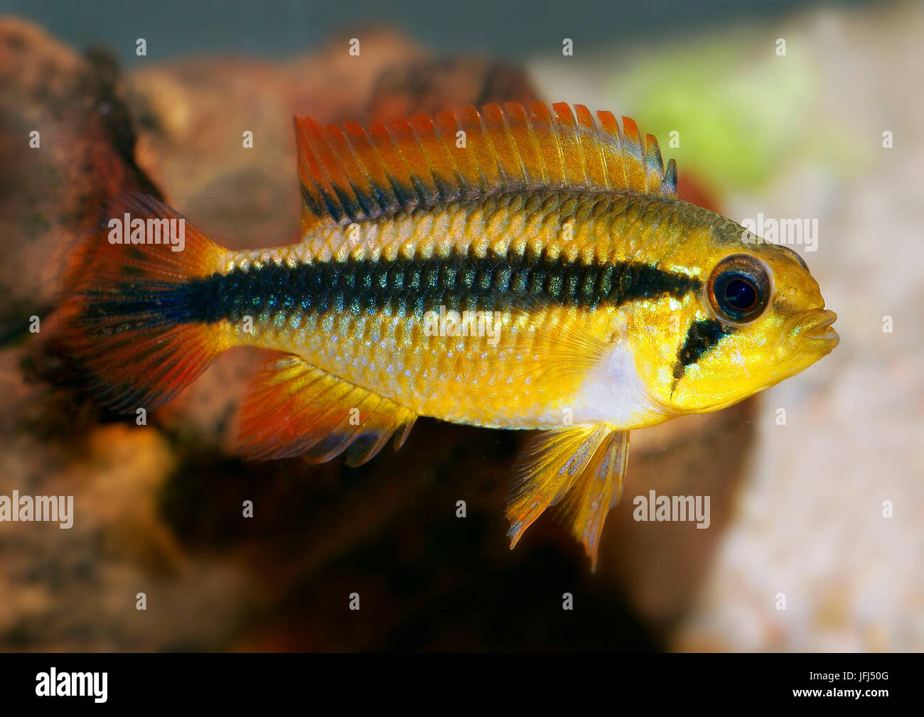 Apistogramma cacatuoides, Apistogramma cacatuoides, the East of Peru Stock Photo
