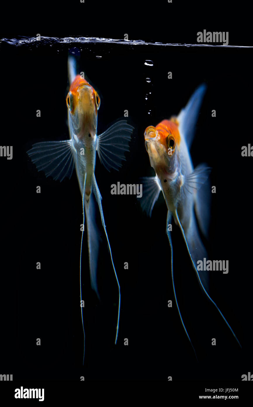 Panda Skalar from the front in the aquarium, Pterophyllum scalare Stock Photo