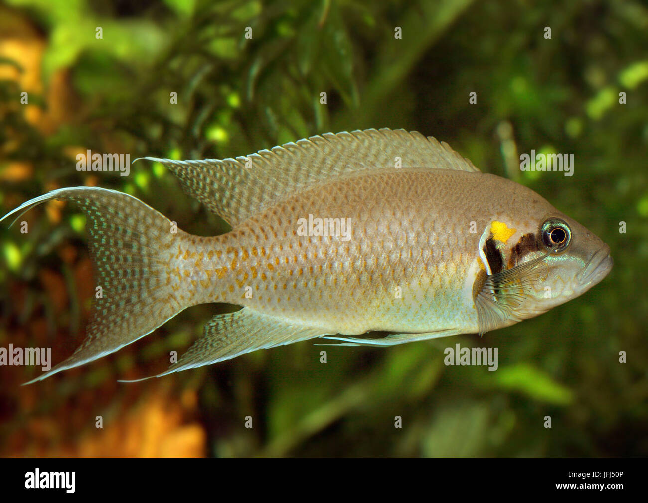 Cichlid, Neolamprologus leleupi, Tanganyika lake Stock Photo