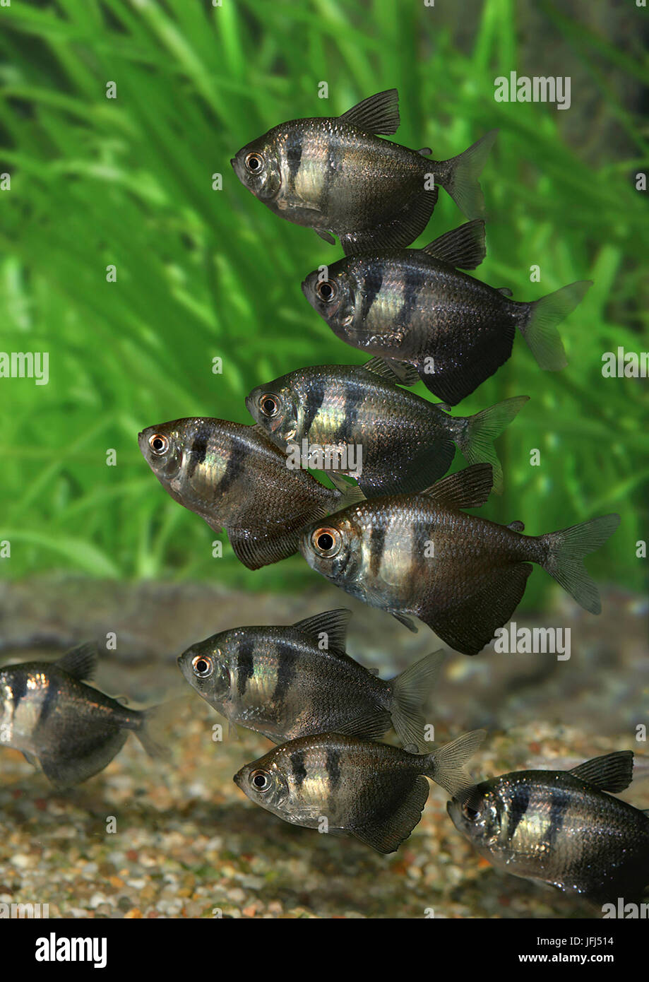 Black tetra hi-res stock photography and images - Alamy