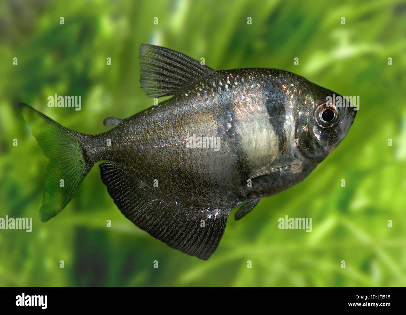 black tetra, Gymnocorymbus ternetzi, Brazil (Mato Grosso), Bolivia, aquarium fish Stock Photo