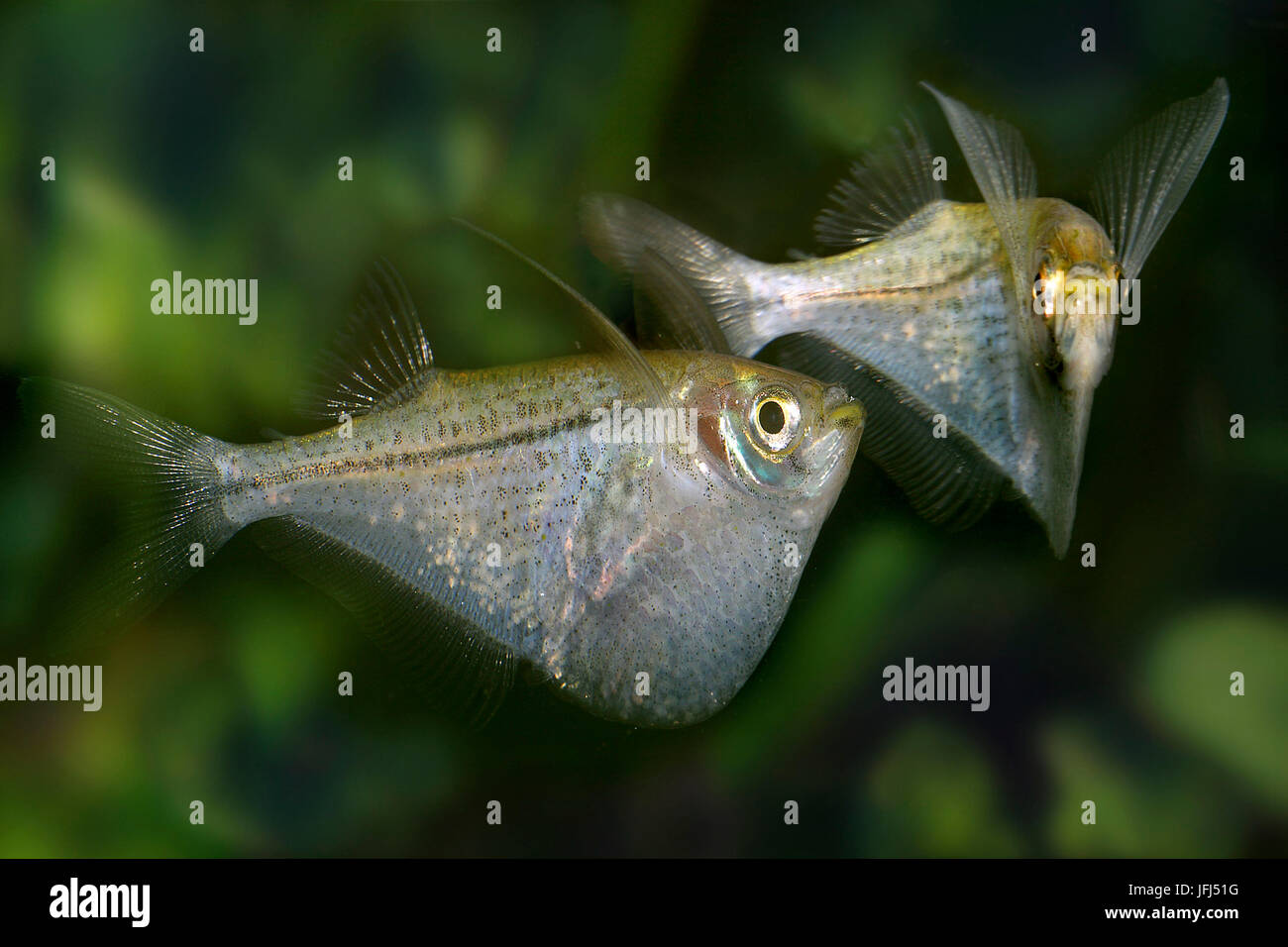 freshwater hatchetfish, Carnegiella marthae, South America Stock Photo