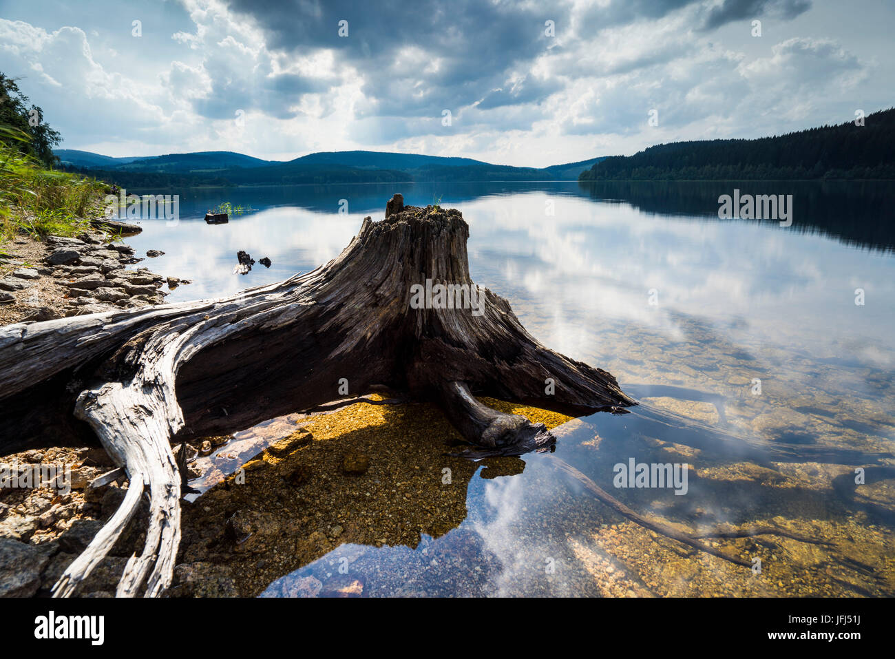 Dead tree in lake hi-res stock photography and images - Alamy
