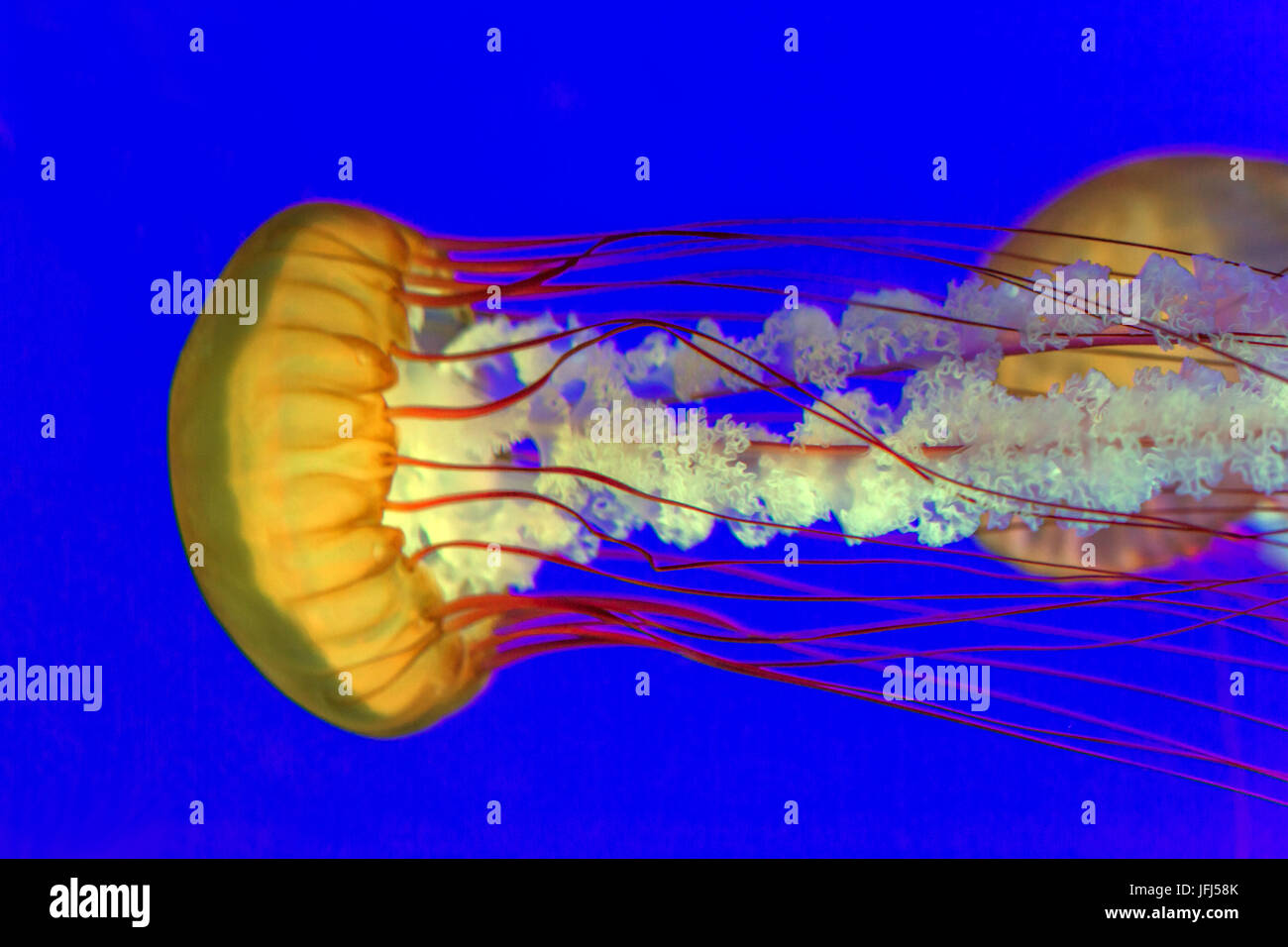 Orange jellyfish with blue background Stock Photo Alamy