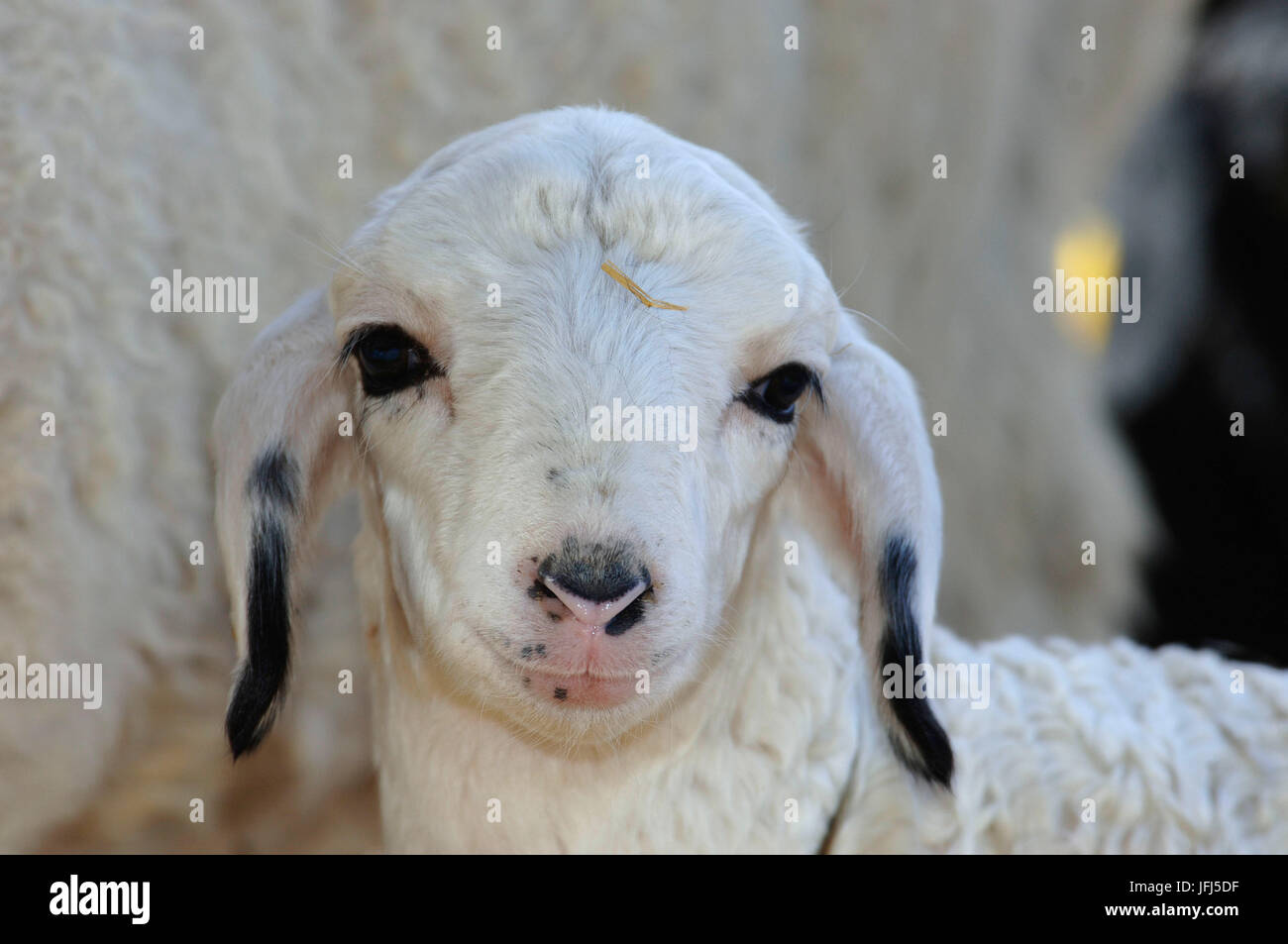 Africa, Namibia, Kalahari, Tivoli farm, Karakul lamb (Swakara) Stock Photo