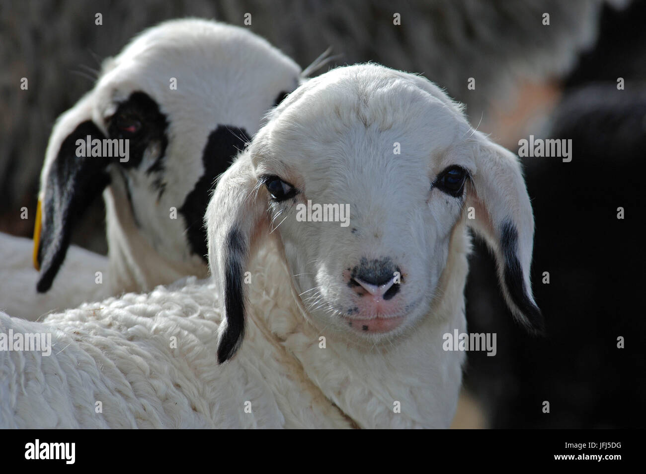 Africa, Namibia, Kalahari, Tivoli farm, Karakul lambs (Swakara) Stock Photo