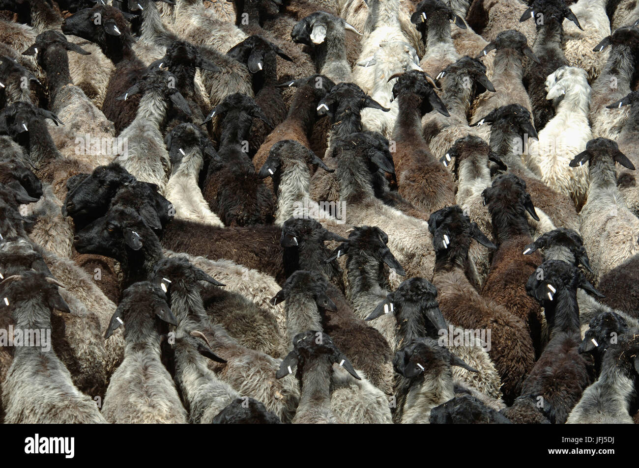 Africa, Namibia, Kalahari, Tivoli farm, a flock of Karakul sheep Stock