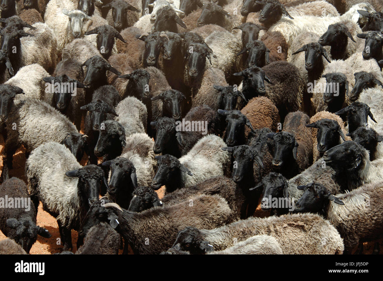 Karakul sheep hires stock photography and images Alamy