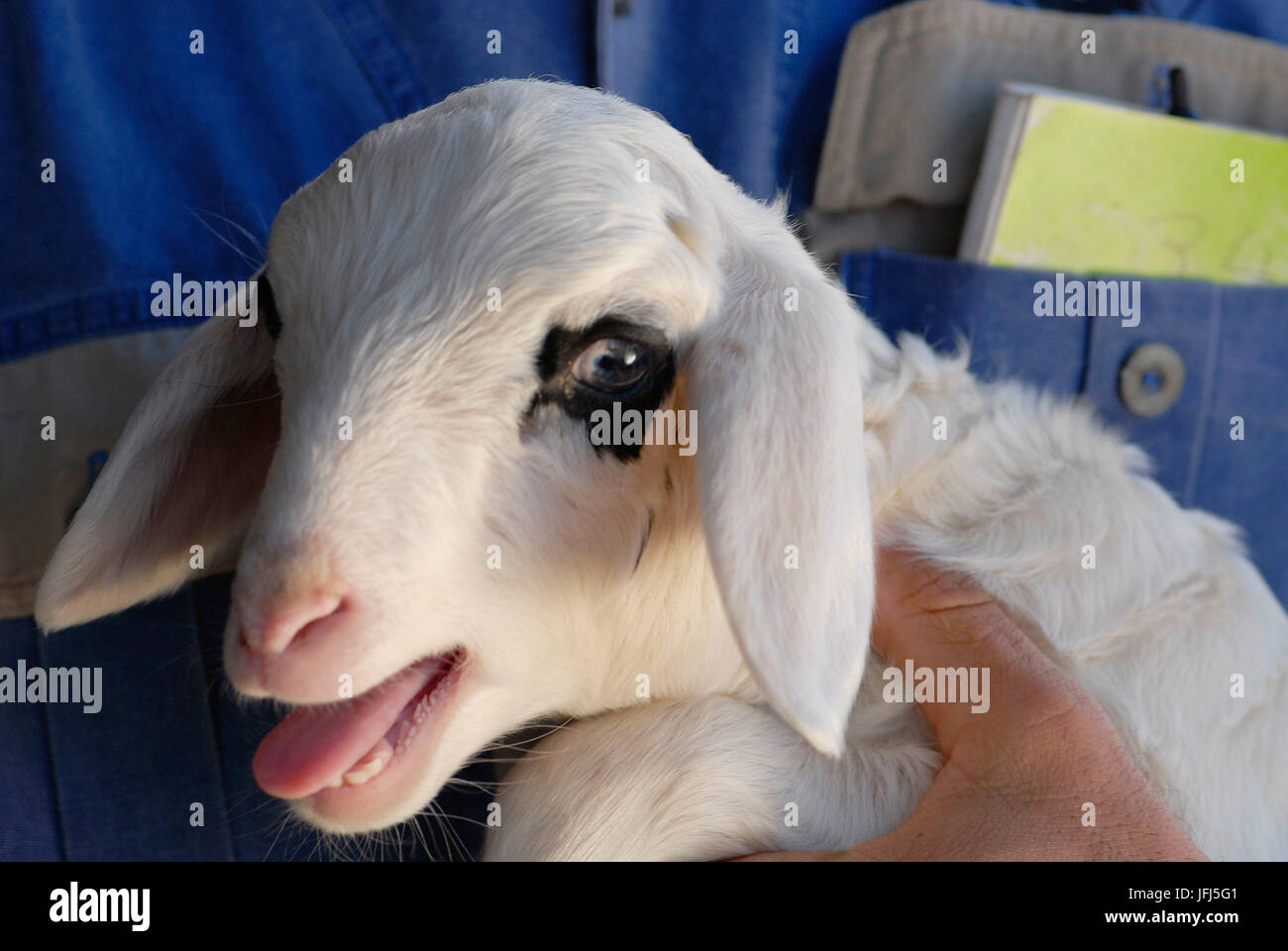 Africa, Namibia, Kalahari, Tivoli farm, Karakul lamb (Swakara) Stock Photo