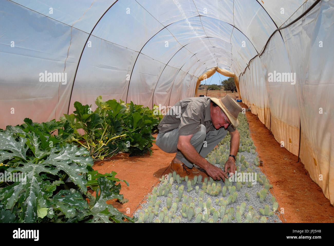 Africa, Namibia, Kalahari, Hoachanas, farm Jena, Raimar von Hase, vegetable-growing and cultivation of the Hoodia plant (appetite-restraining effect) Stock Photo