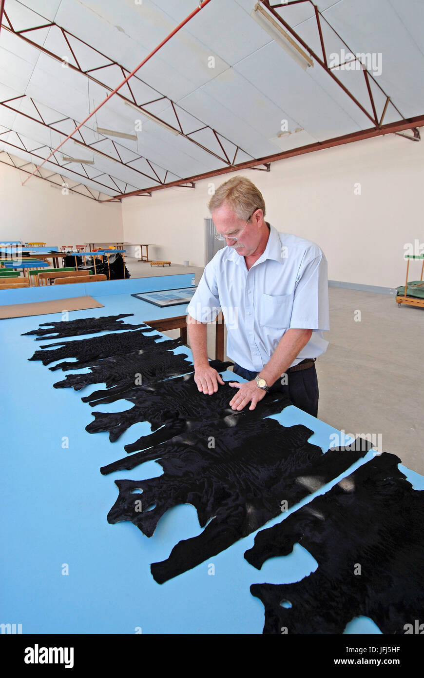 Africa, Namibia, Windhoek, Agra (agricultural company), man while the quality control of Karakul coats Stock Photo