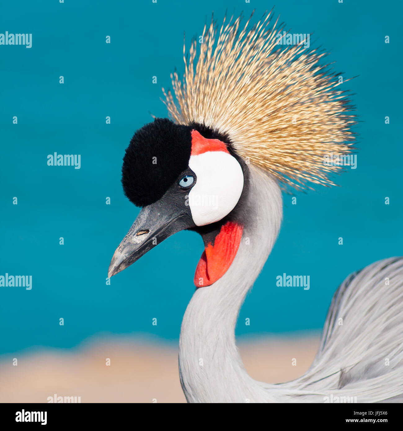 Crowned crane on background of lake Stock Photo - Alamy