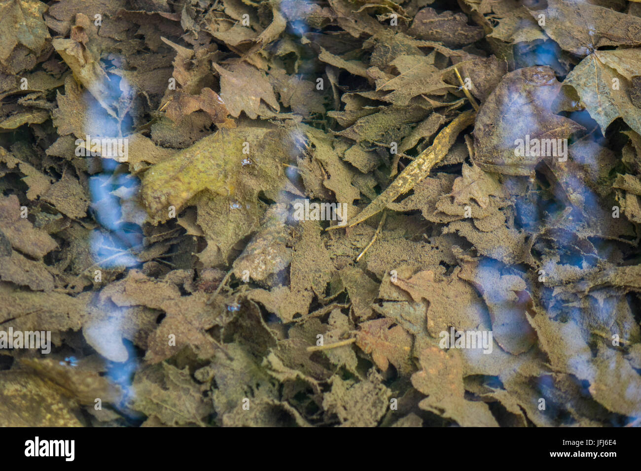 Autumn foliage in the ground of a clear brook, light reflexions Stock Photo