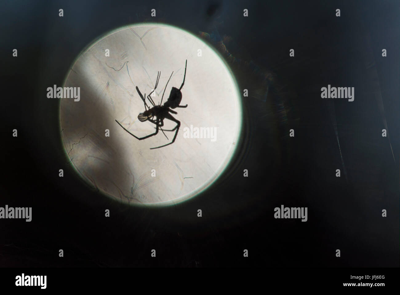 Silhouette of a spider in the back light in front of the round sun, close up, Arachnida Stock Photo