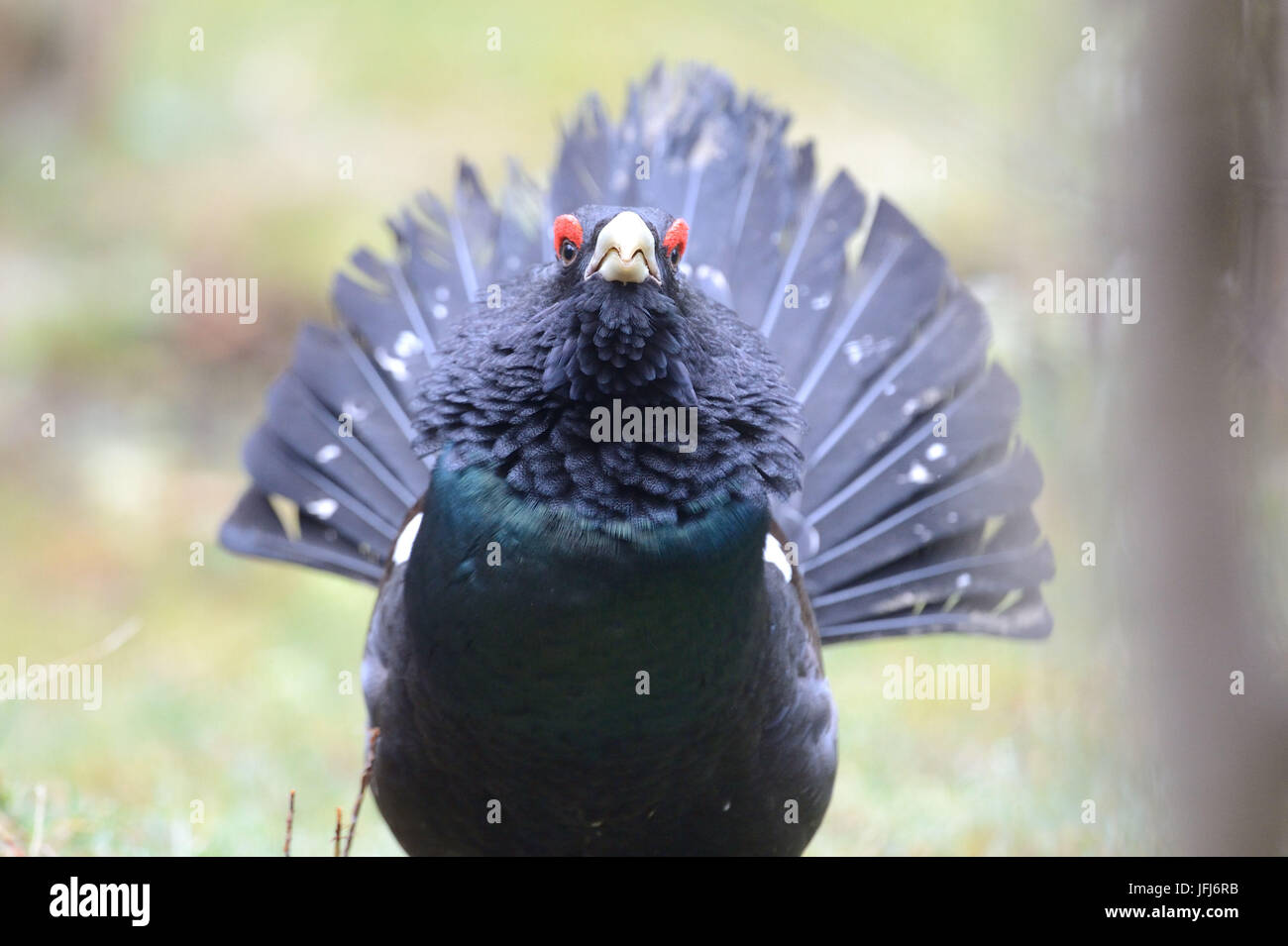 Capercaillie Stock Photo