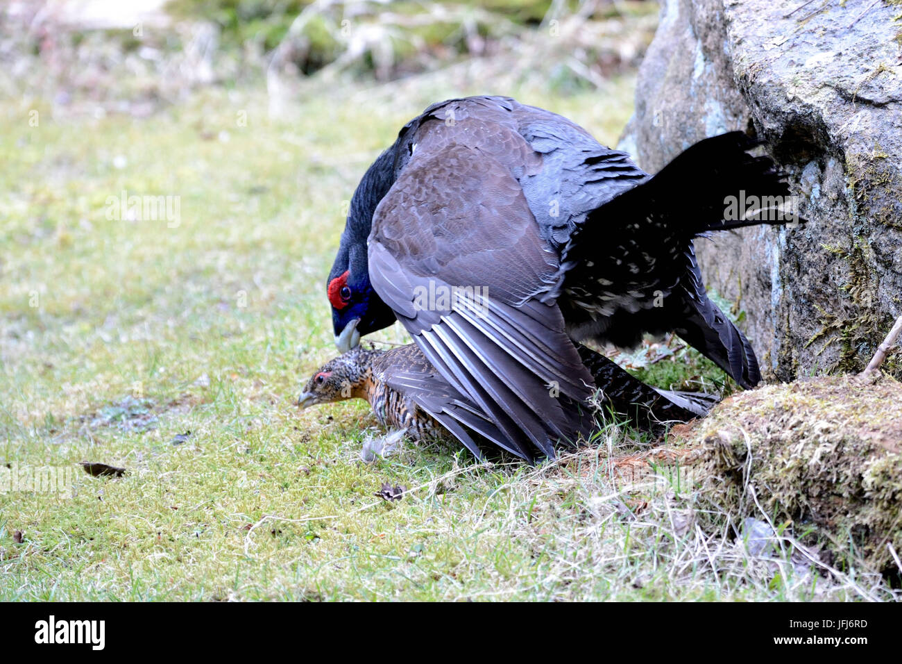 Capercaillie and hen, mating Stock Photo
