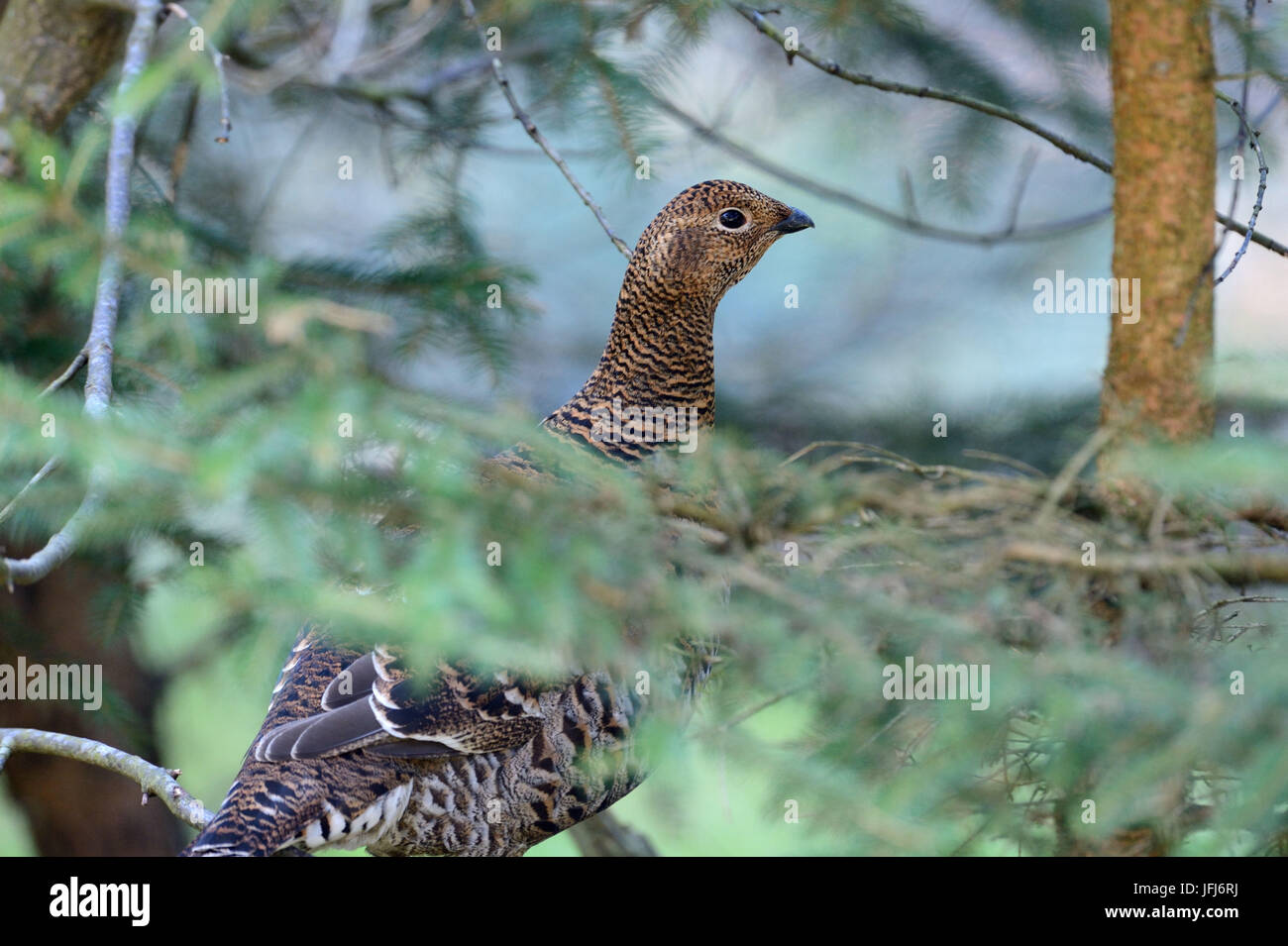 blackcock, black grouse Stock Photo
