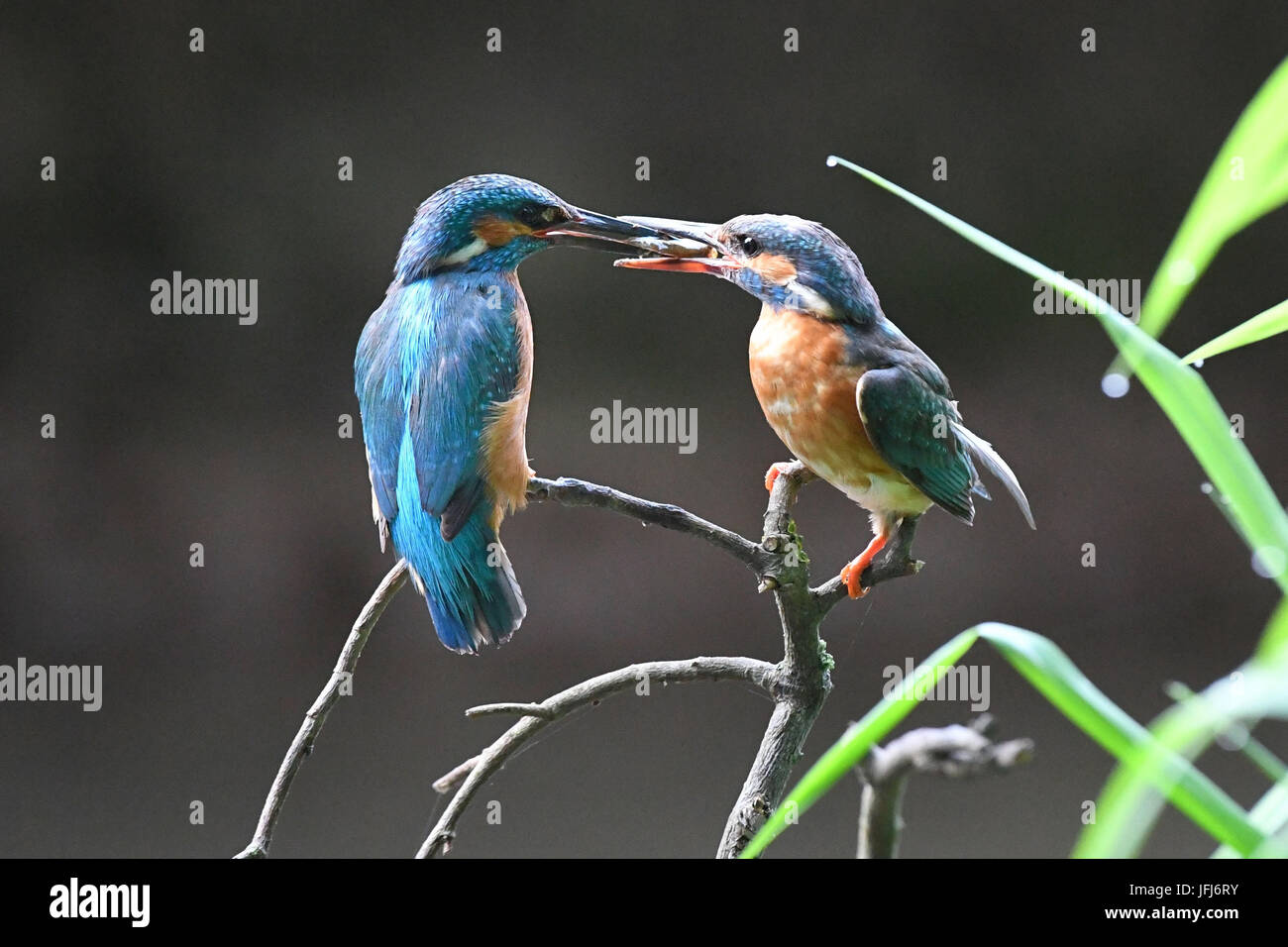 Kingfishers, mating behaviour Stock Photo