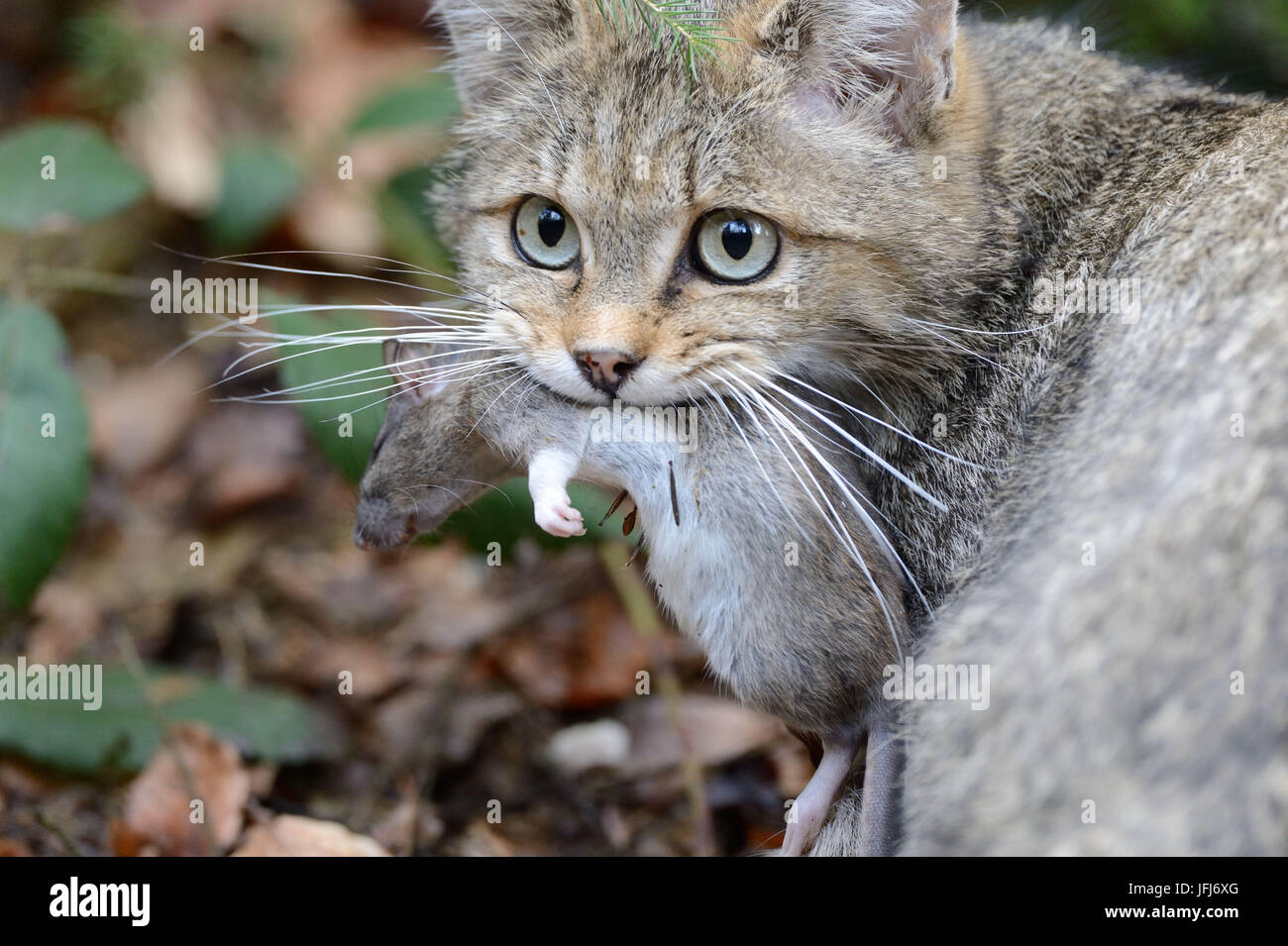 Wildcat with prey Stock Photo - Alamy