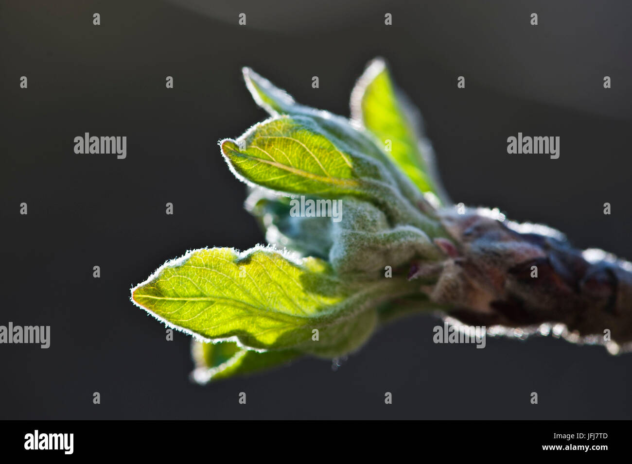 Italy, South Tirol, Vinschgau, Kastelbell, fruit cultivation, spring, blossom, buds, sprouts, leaves, apple-tree, Golden Delicious Stock Photo